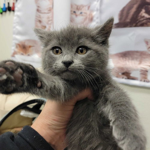 Daisy, Baby Domestic Medium Hair, cat for adoption in Westminster, California