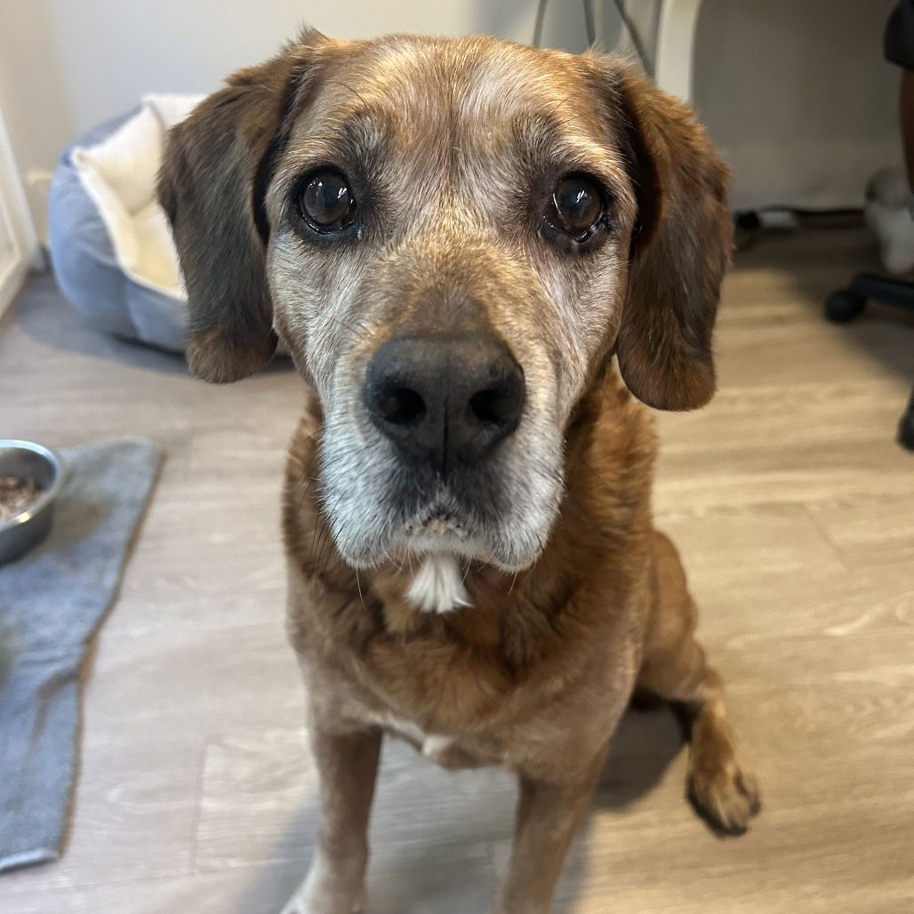 adoptable Dog in Los Angeles, CA named Blake