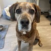 adoptable Dog in  named Blake