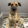 adoptable Dog in  named Zeus