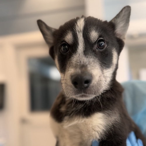 Tom Snout, an adoptable Shepherd in Los Angeles, CA