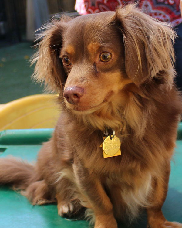 Shado's store tibetan spaniels