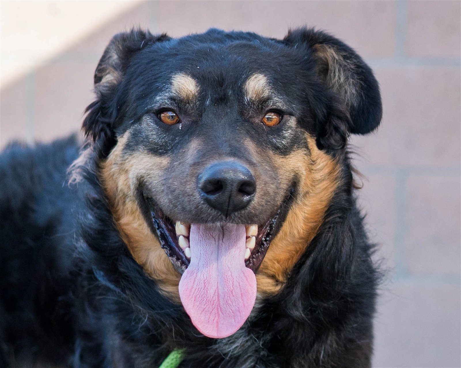 adoptable Dog in Santa Ana, CA named Larry