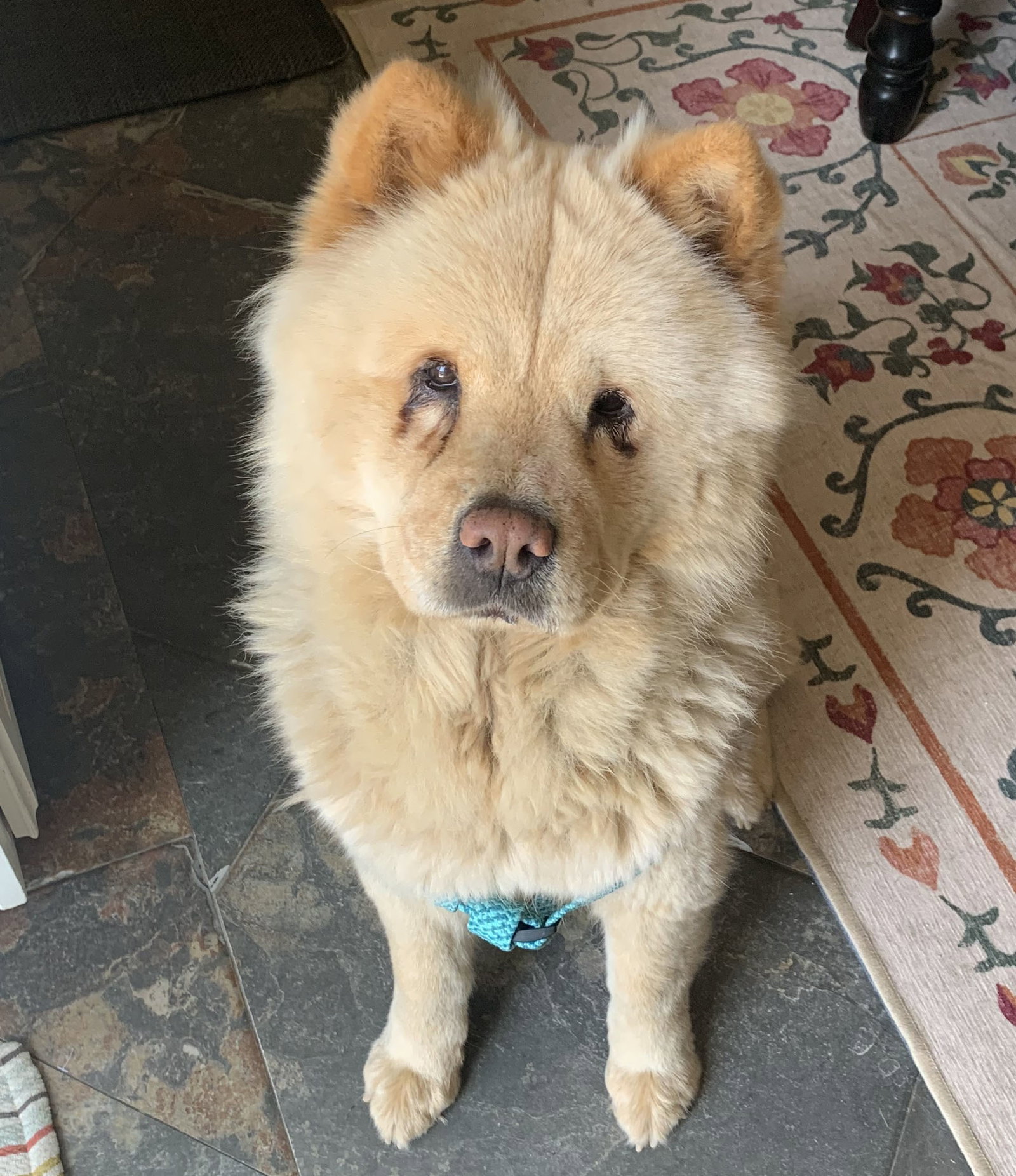Ginger, photo 6