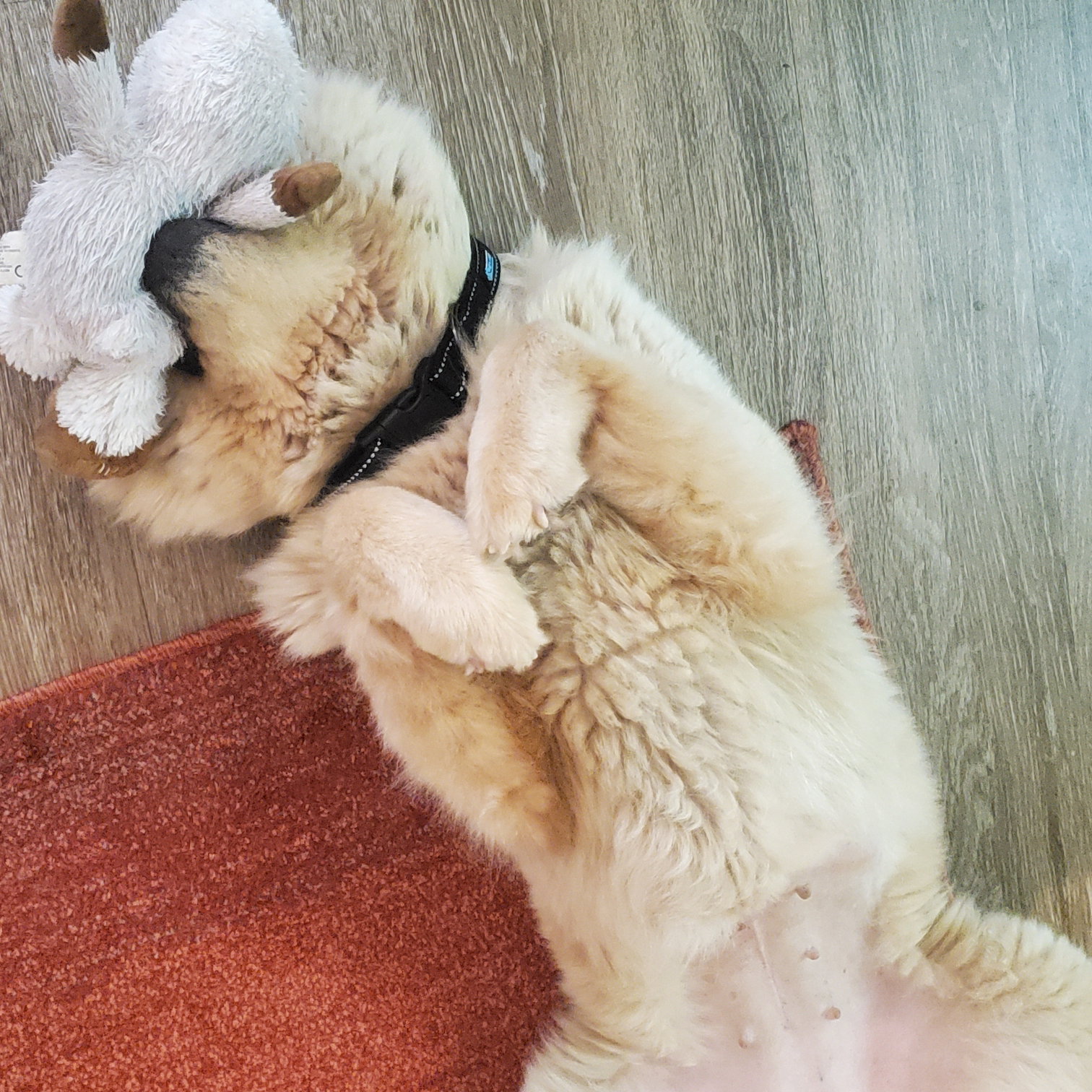 Ginger, photo 4