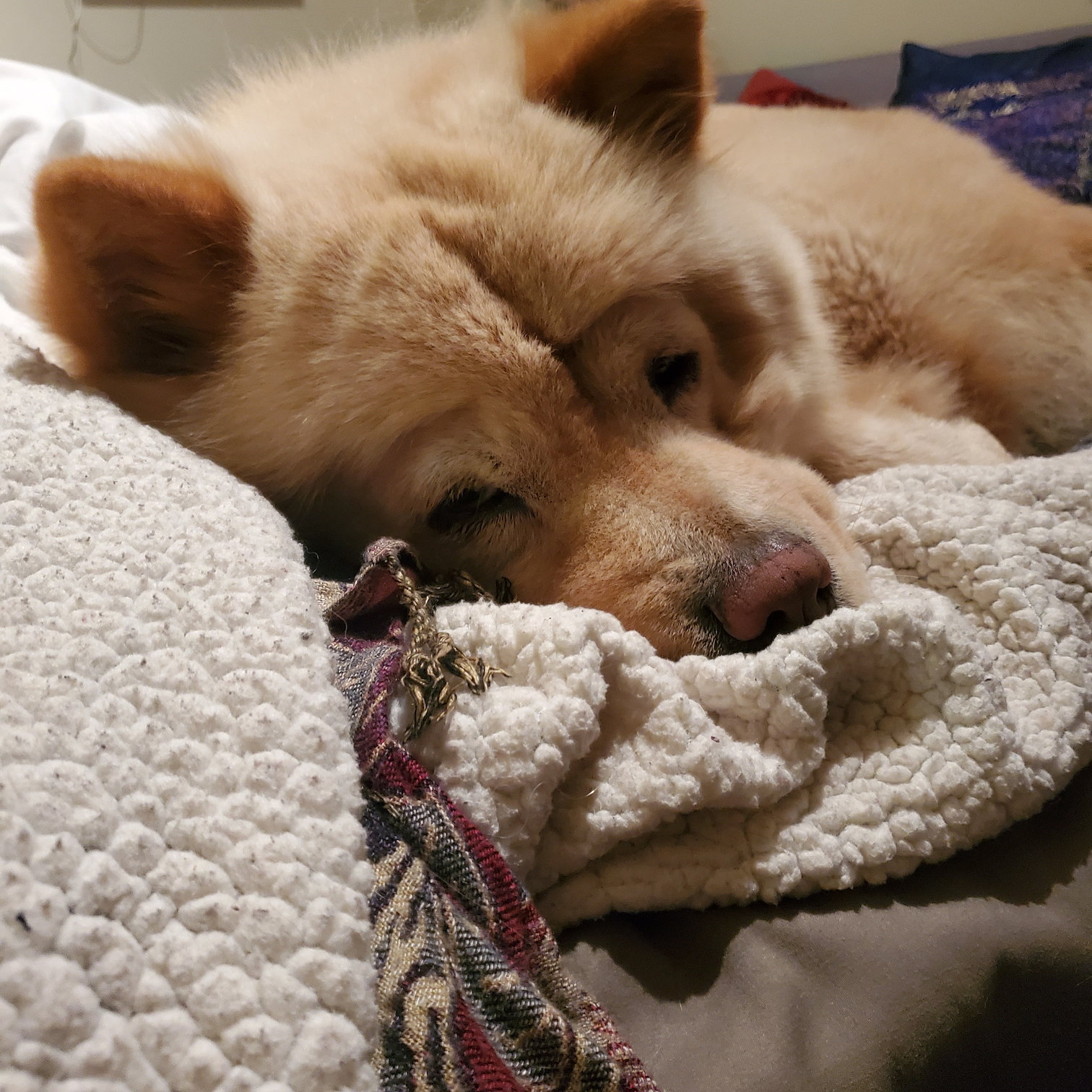 Ginger, photo 2