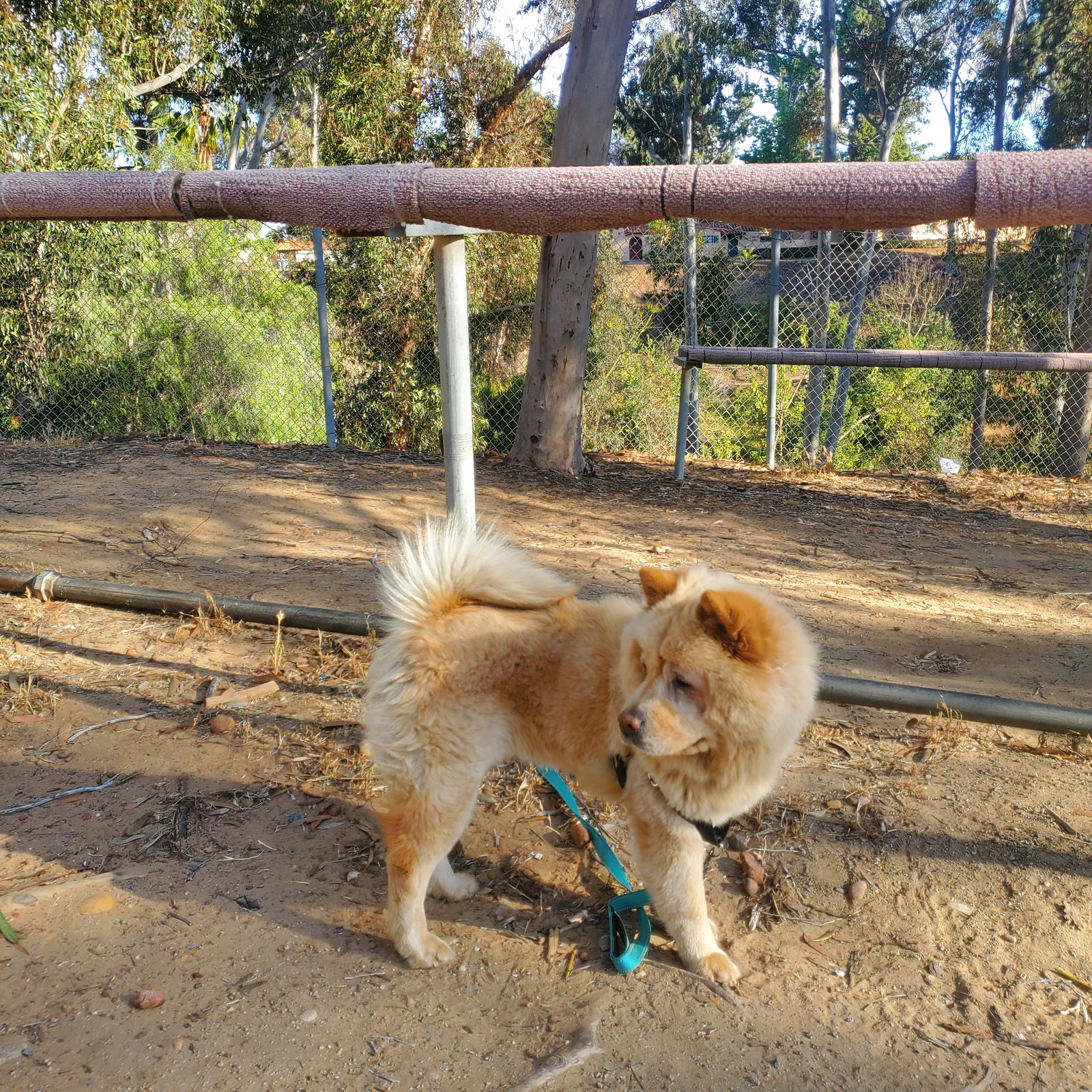 Ginger, photo 5