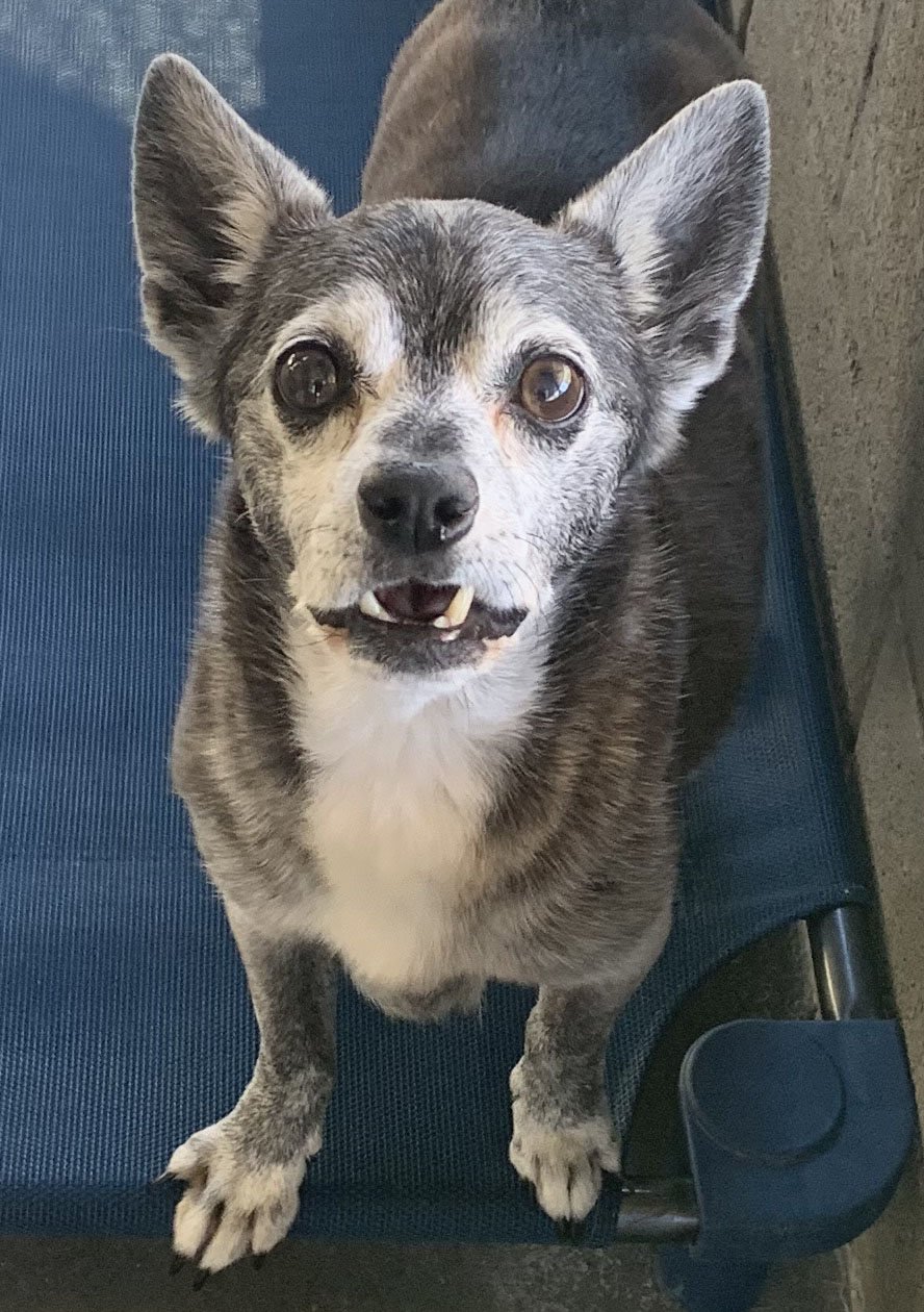 adoptable Dog in Santa Ana, CA named Jager