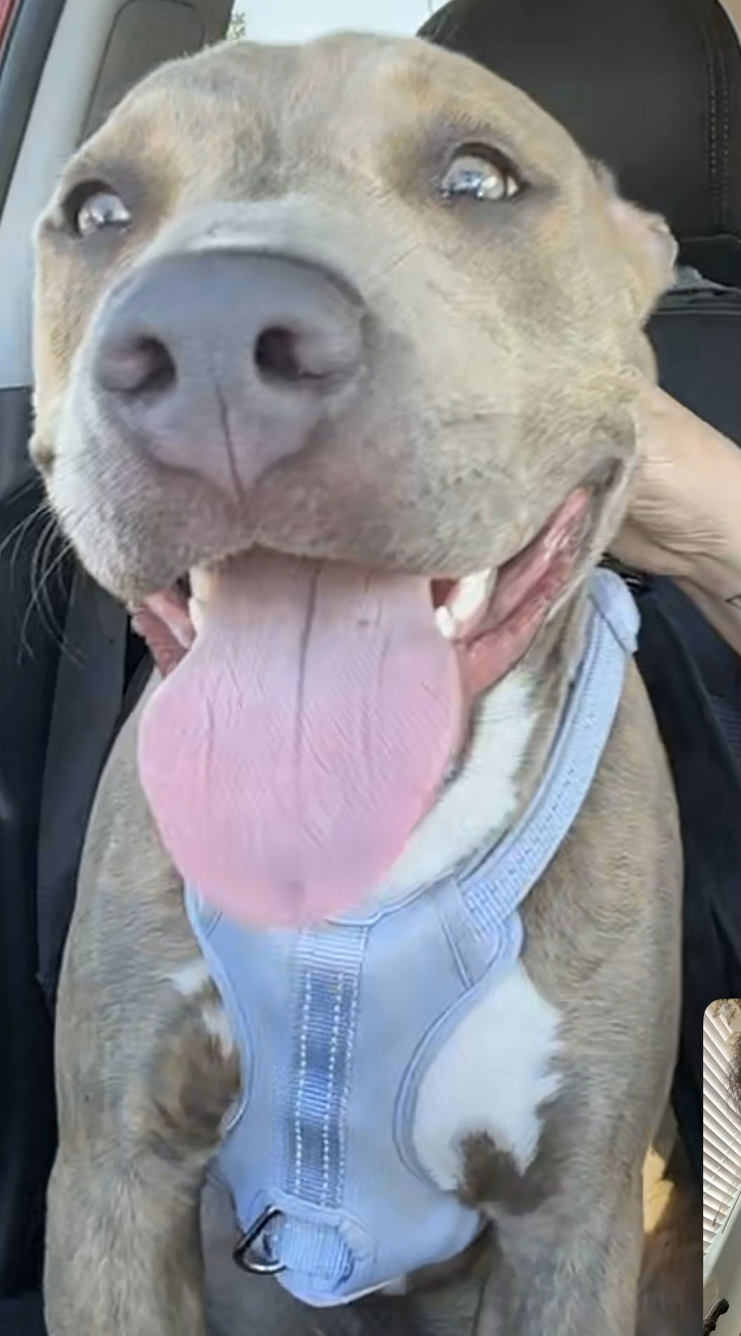 adoptable Dog in Santa Ana, CA named Chanel