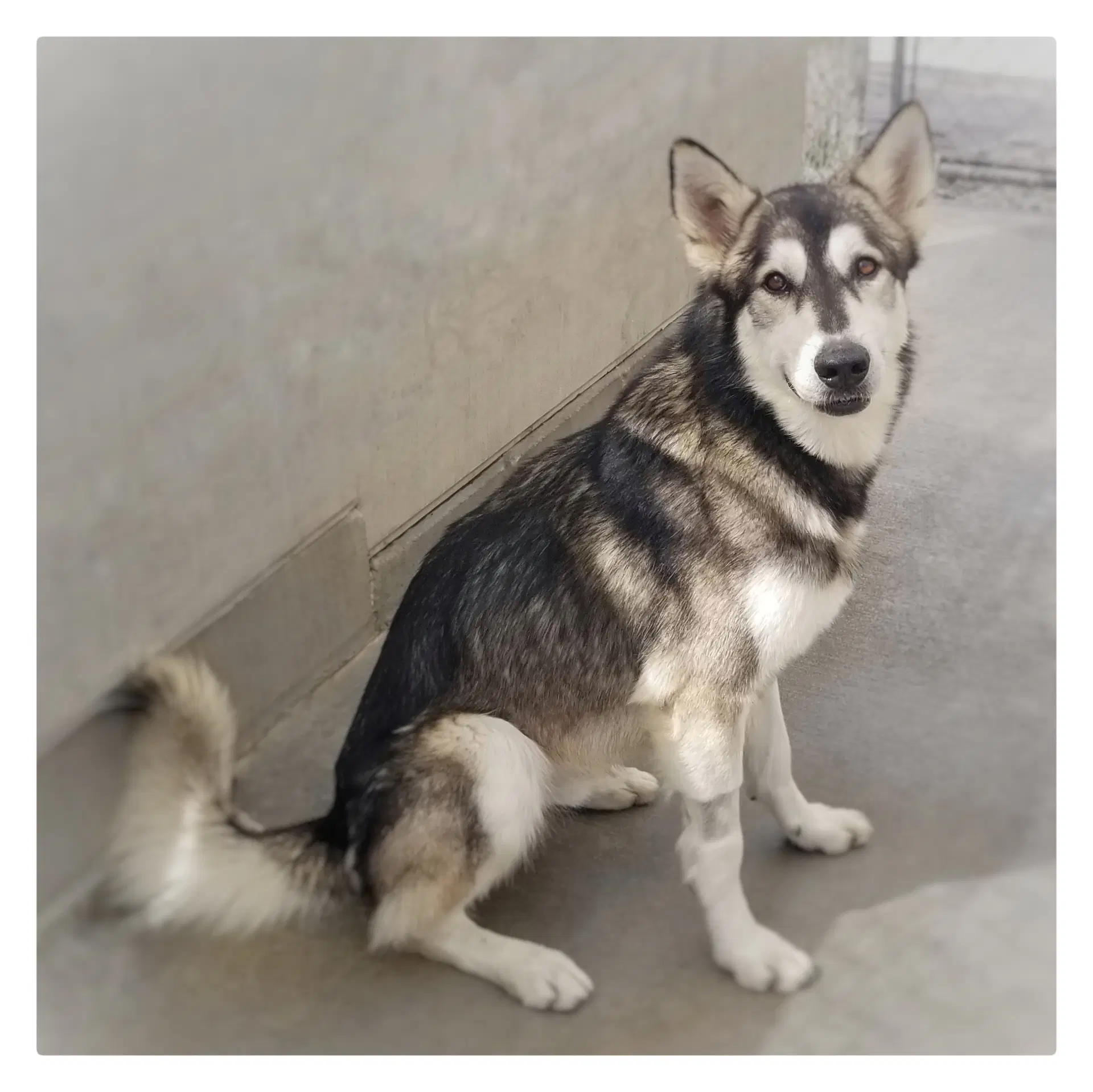 Lobo image 2