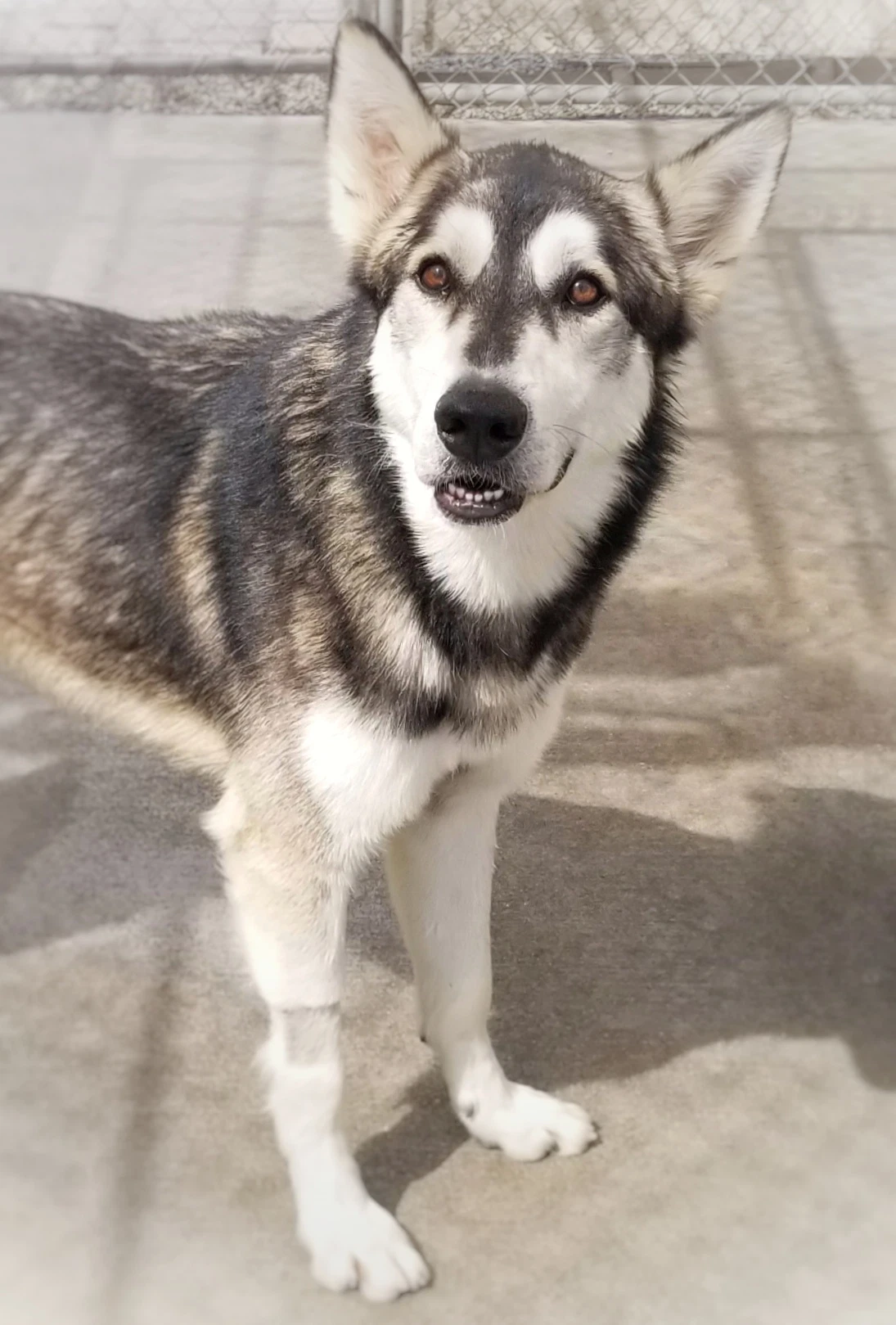Lobo