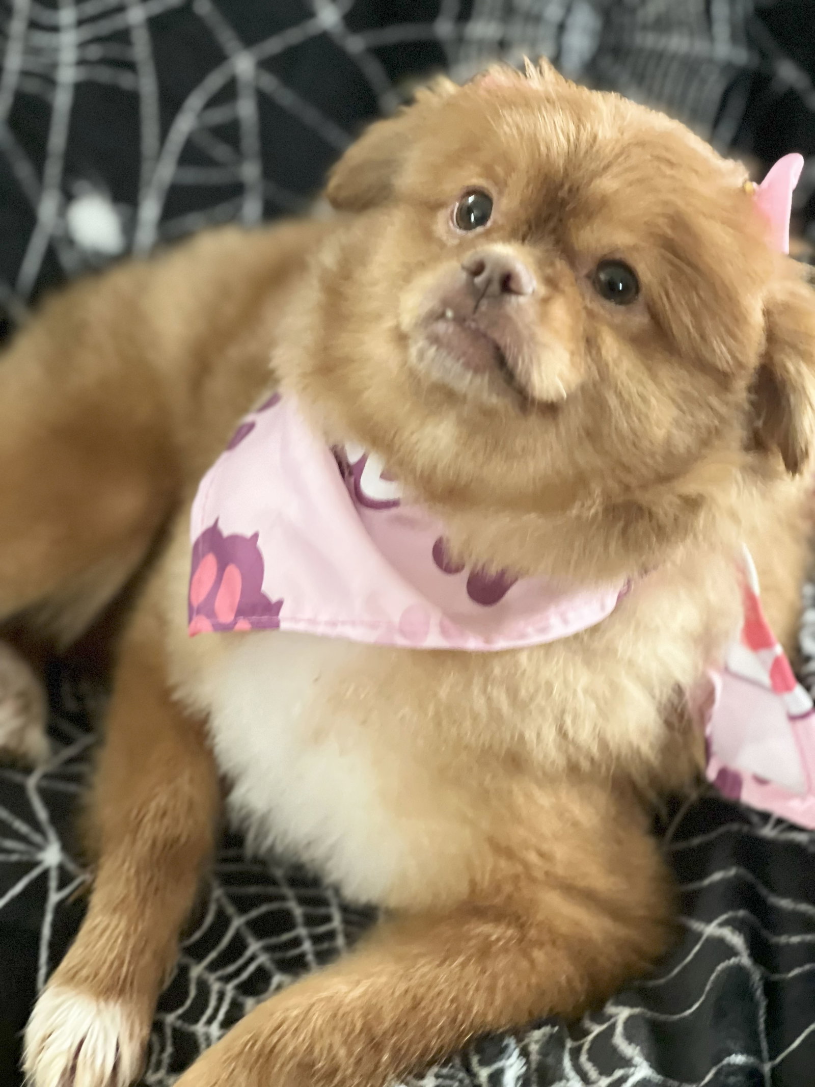 Sandie's Web Page