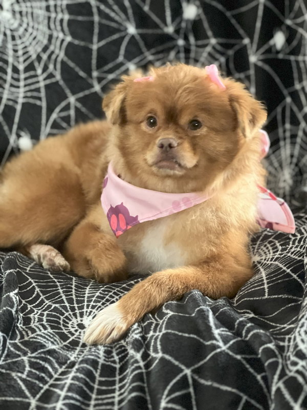 Sandie