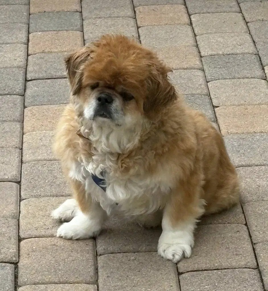 Teddy - Pekingese