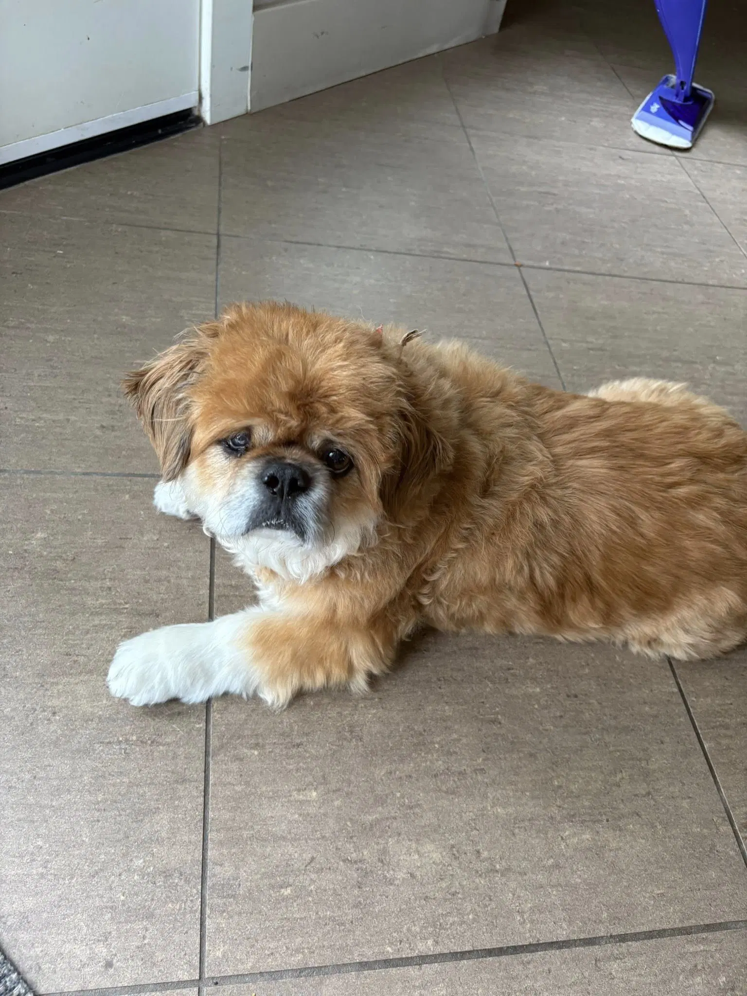 Teddy image 2