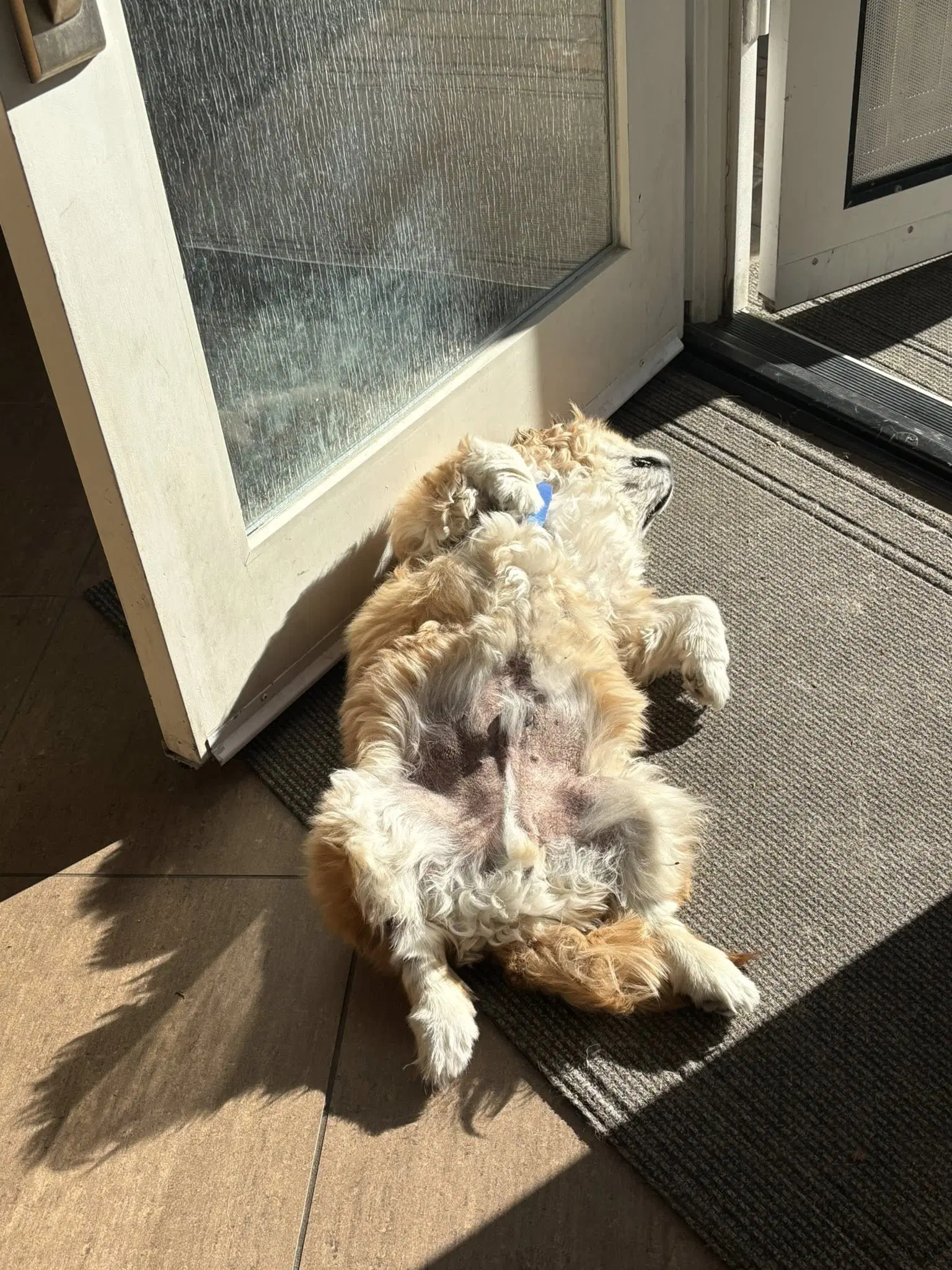 Teddy image 3
