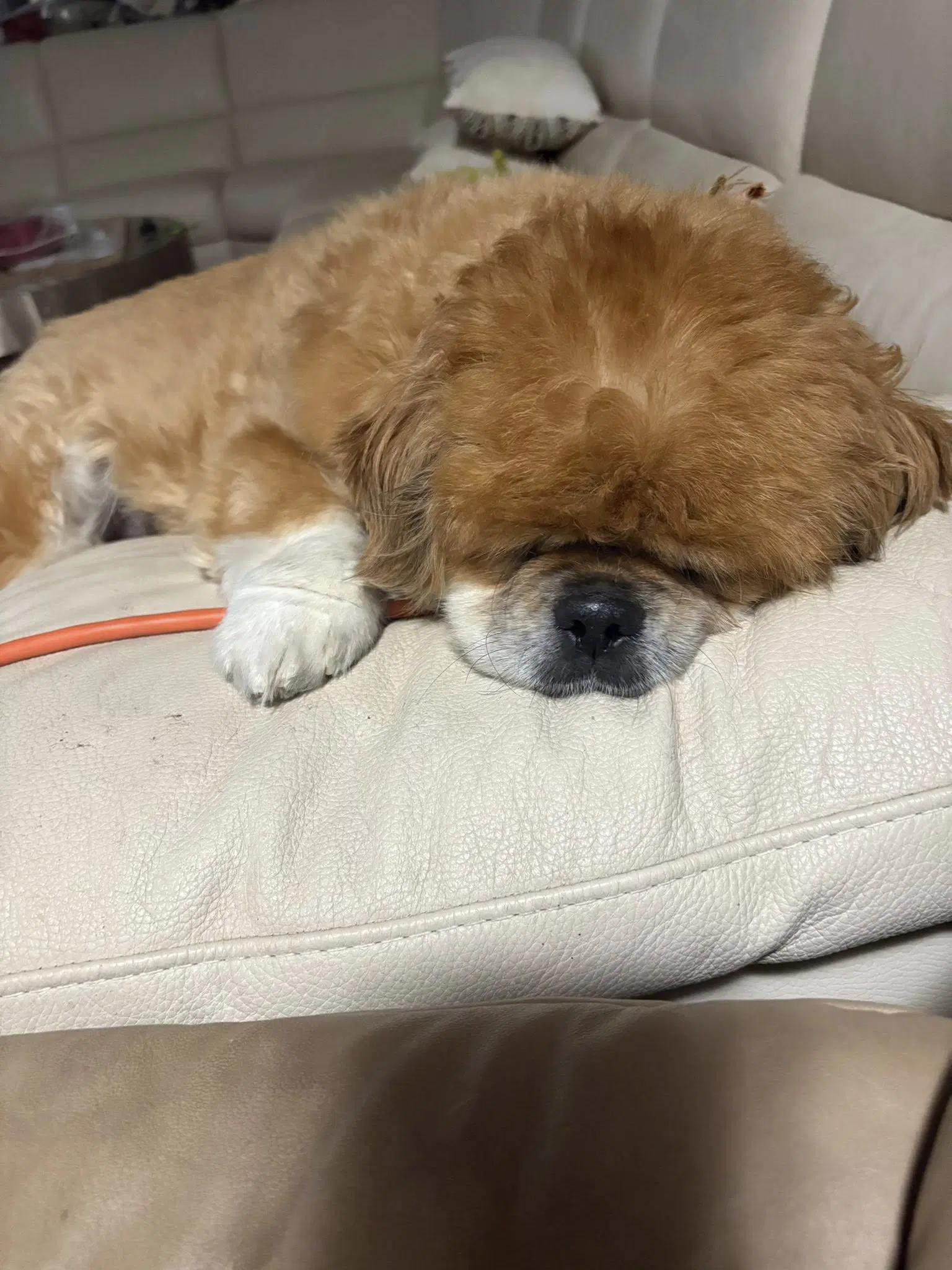 Teddy image 4