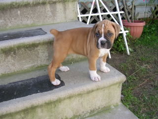 Houston store boxer puppies