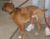 Ross(Roscoe)