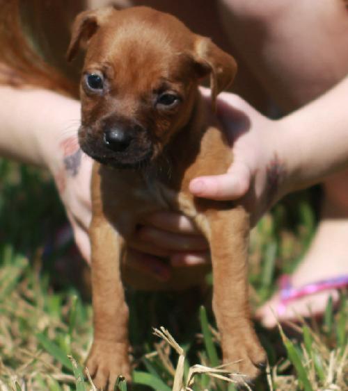 Boxer store weiner dog