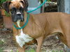 Roxy