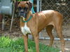 Roxy