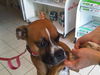 Roxie