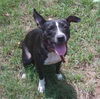 Sweet Jessie