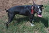 Sweet Jessie