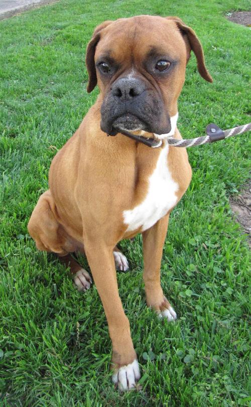 Meet Buster Male Boxer Lone Star Boxer Rescue Houston, TX