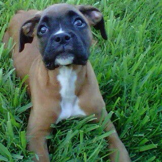 Roxie Pup