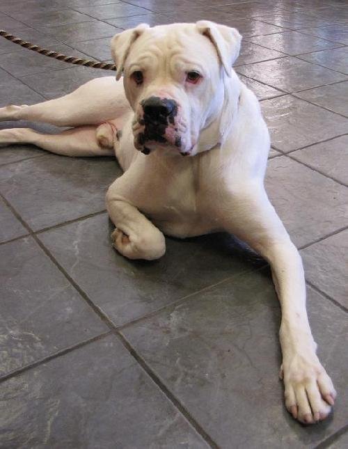 strubehoved synonymordbog Baron Meet Bryson - Male Boxer / American Bulldog / Mixed - Lone Star Boxer  Rescue - Houston, TX