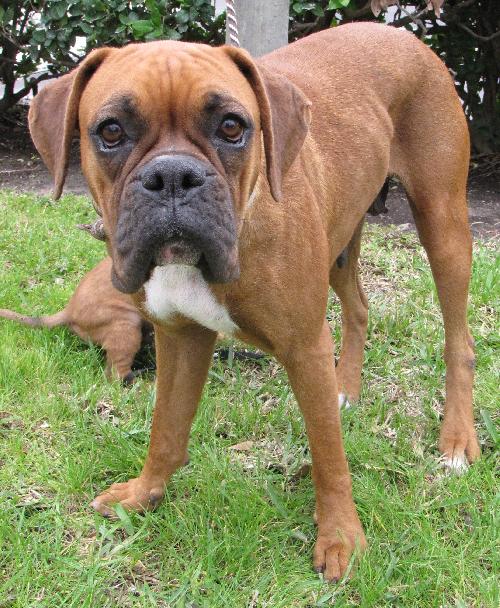 Meet Eleanore - Female Boxer - Lone Star Boxer Rescue - Houston, TX