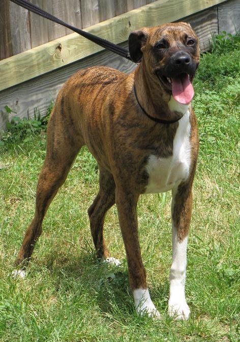 Meet Jasper - Male Boxer German Dog / Mixed - Lone Star Boxer Rescue - Houston,