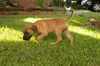 Roxy