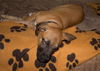 Roxy
