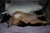 Roxy