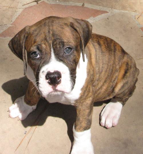 Ruger