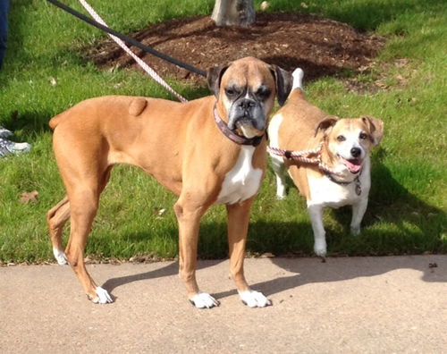 Roxy & Buddy