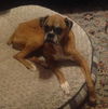 Roxy & Buddy
