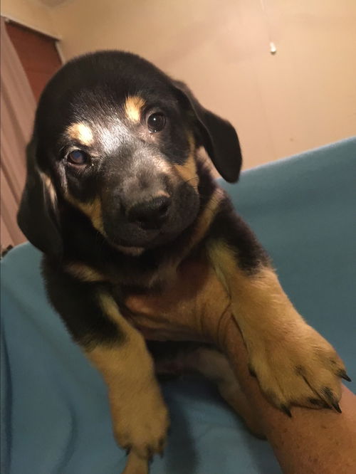 Blitzen