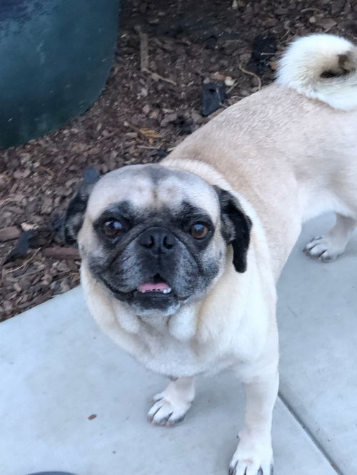 Pugsly