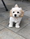Primavera Pup - Poppy