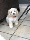 Primavera Pup - Poppy