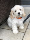 Primavera Pup - Poppy