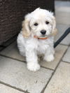 Primavera Pup - Poppy