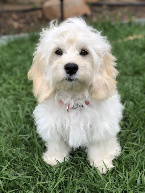 Primavera Pup - Poppy