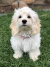 Primavera Pup - Poppy