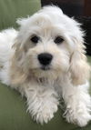 Primavera Pup - Poppy