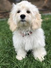 Primavera Pup - Poppy